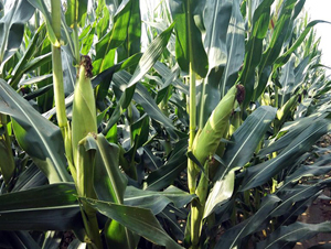 �|��1501-���׷N��-�|��