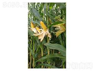 �|��301���׷N��-�|��