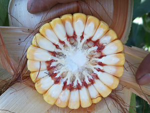 ���h969--���׷N��-�|��