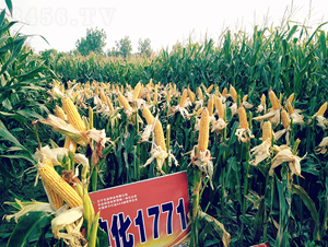 �ϻ�1771-���׷N��-�|��