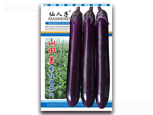 山田美紫紅長(zhǎng)茄-茄子種子-華葉