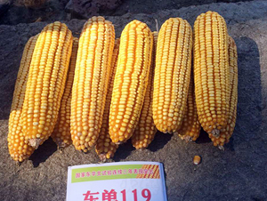 �|��119���׷N��-�|��