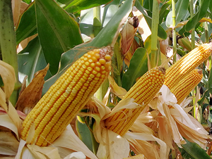 �|��1902-���׷N��-�|��