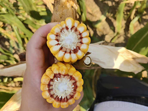 �|��2184-���׷N��-�|��