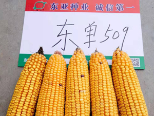 �|��509-���׷N��-�|��