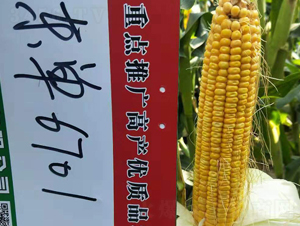 �|��6701-���׷N��-�|��