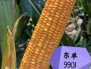 �|��9901-���׷N��-�|��