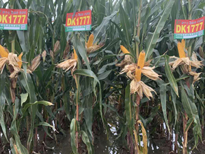 DK1777-���׷N��-�|��