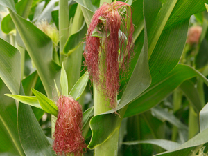 �|��817-���׷N��-�|��