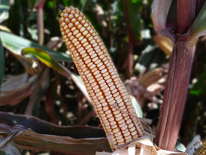 �|��189-���׷N��-�|��