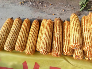 �|��507-���׷N��-�|��