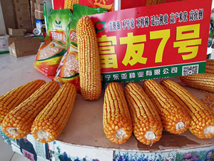 富友7號(hào)-玉米種子-東亞