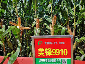 美鋒9910-玉米種子-東亞
