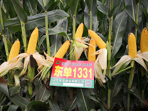 東單1331-玉米種子-東亞