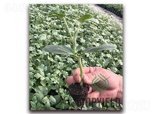 甬砧5號(hào)-砧木種子-豐登種業(yè)