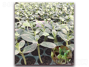 甬砧3號-砧木種子-豐登種業(yè)