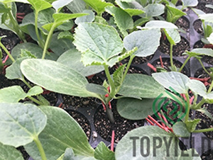 ˼��8̖-��ľ�N��-�S�ǷN�I(y��)