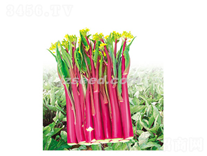 �����t60-��޷�N��-�F���N�I(y��)