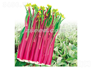 �¼t�s60-��޷�N��-�F���N�I(y��)