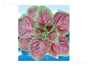 ���@��t�{��-�{�˷N��-�F���N�I(y��)