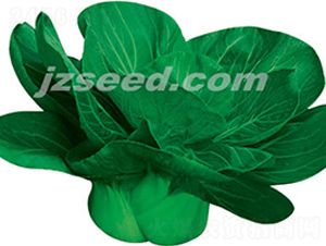 �����K����-С�ײ˷N��-�F(xi��n)���N�I(y��)