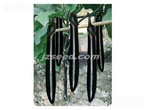 莊吳龍勝-茄子種子-現(xiàn)代種業(yè)