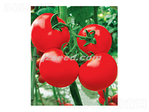 澳倫1026-番茄種子-現(xiàn)代種業(yè)