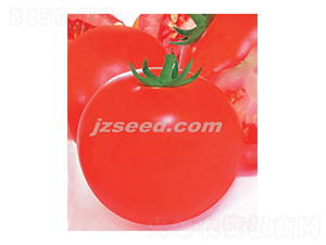 澳優(yōu)金富-番茄種子-現(xiàn)代種業(yè)