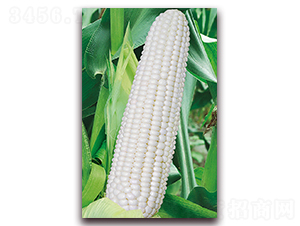 �A����Ŵ6̖-Ŵ���׷N��-�A���N�I(y��)