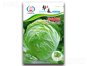 華良夏冠-大白菜種子-華良種業(yè)