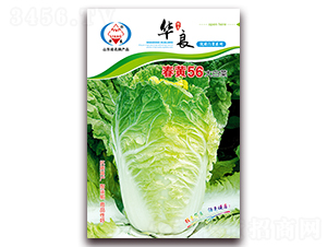 春黃56-大白菜種子-華良種業(yè)