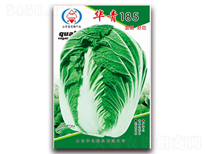 華青185-大白菜種子-華良種業(yè)