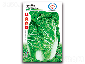 華良春抗-大白菜種子-華良種業(yè)