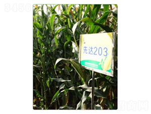 ���_203-���׷N��-�A���N�I(y��)