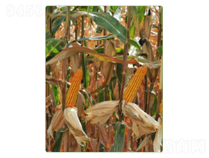 ���_202-���׷N��-�A���N�I(y��)