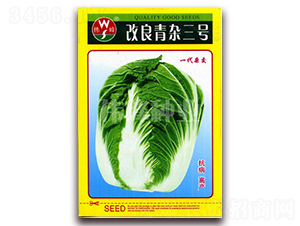改良青雜三號-白菜種子-偉峰種業(yè)