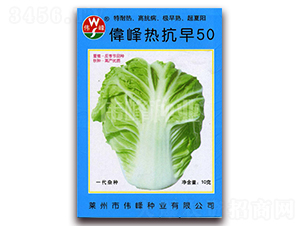 偉峰熱抗早50-白菜種子-偉峰種業(yè)