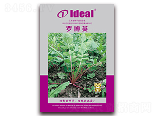 �_��Ӣ-�}���N��-�����r(n��ng)�I(y��)