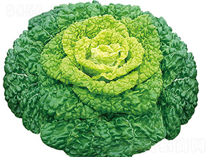 ����2̖(h��o)-�ײ˷N��-���߷N��