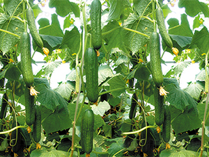 ��ˮ2̖(h��o)-�S�ϷN��-���߷N��