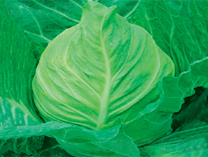 ����-���{(l��n)�N��-���߷N��