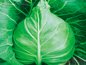 春豐007-甘藍種子-江蔬種苗