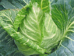 博春-甘藍(lán)種子-江蔬種苗