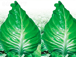 春豐-甘藍(lán)種子-江蔬種苗