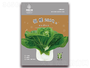 銀蝶206Q-青梗菜種子-理想農(nóng)業(yè)