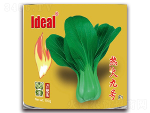 熱火九號-青梗菜種子-理想農業(yè)