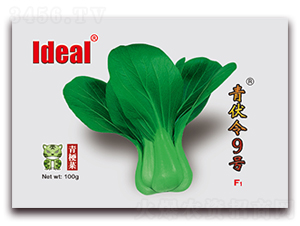 青伏令9號(hào)-青梗菜種子-理想農(nóng)業(yè)