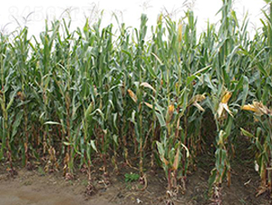 �F��309-���׷N��-�F�зN�I(y��)