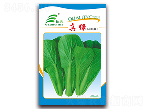 真綠-白菜種子-帥天