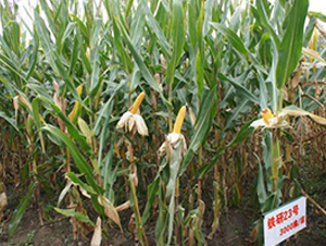 �F��23-���׷N��-�F�зN�I(y��)